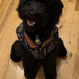 Goldendoodle Puppies from Baby Bell Doodles