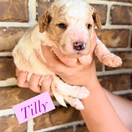 Tilly - Parti female Goldendoodle puppy in Macclenny, Florida from Baker County Goldendoodles