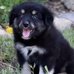 Huntley - Black tri female Miniature Australian Shepherd puppy in Evant, Texas from Lazy VT Bar Ranch