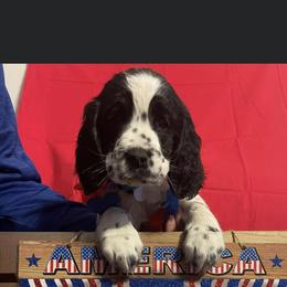 English Springer Spaniel Puppies from A & R Springers