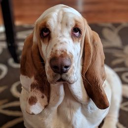 Nobelee  - Basset Hound