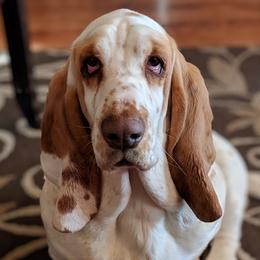 Nobelee  - Basset Hound