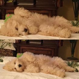 "English Goldendoodle from Moss Creek Goldendoodles" Goldendoodle and Schnoodle Puppies from Moss Creek Goldendoodles