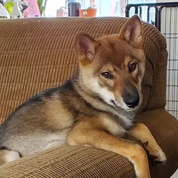 Shiba Inu from Eun-ji's Shiba Kennel
