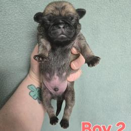 Boy 2 - Fawn male Pug puppy in Auburn, Kentucky from Prentice Family Pugs