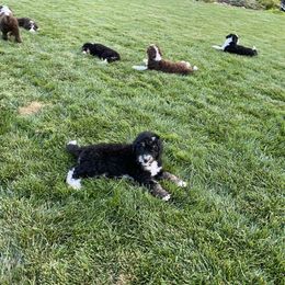 Bernedoodle Puppies from Central Valley K9