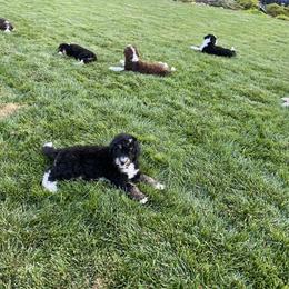 Bernedoodle Puppies from Central Valley K9