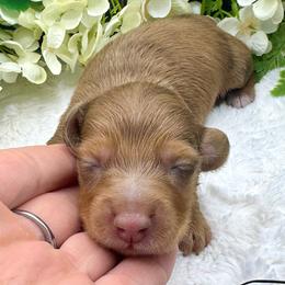 Gatlin - Dapple male Dachshund puppy in Exeter, California from Sawtooth Miniature Dachshunds