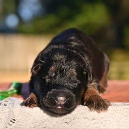 Holmes - Black and red male German Shepherd puppy in Nacogdoches, Texas from Vom Hausgladfel