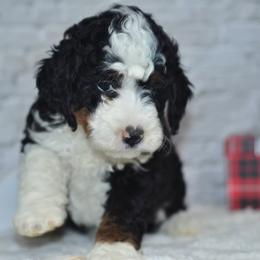 Aspen - Tri-color female Bernedoodle puppy in Moulton, Iowa from Shondel Puppy Paws