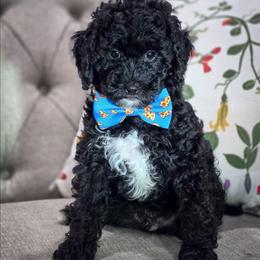 Fred - Black male Goldendoodle puppy in Cleveland, Tennessee from Edgewater Doodles & Designer Pups