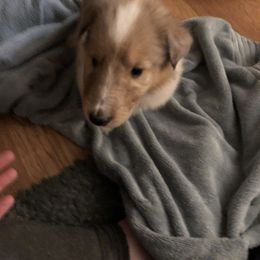 Collie Puppies from Highland Moor Kennel