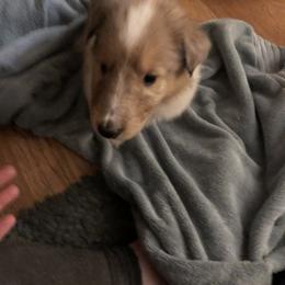 Collie Puppies from Highland Moor Kennel