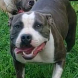 Dotty - American Staffordshire Terrier