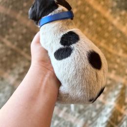 Charger - Black roan male German Shorthaired Pointer puppy in San Tan Valley, Arizona from Upland Valley Kennels