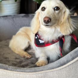 Chip - Dachshund