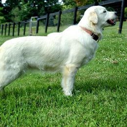 Mya - Golden Retriever