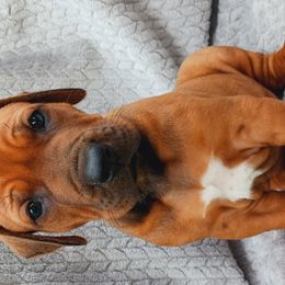 Rhodesian Ridgebacks from Country View Ridgebacks