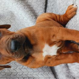 Rhodesian Ridgebacks from Country View Ridgebacks