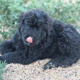 Army - Black male Bouvier des Flandres puppy in Wellington, Colorado from Blood Family Frenchies and Bouvs