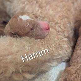 Hamm - Mint Collar - Apricot male Goldendoodle puppy in Citrus Heights, California from Grandpaw's Golden Doodles