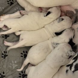 Dalmatians from Justin & Vincent Maldonado