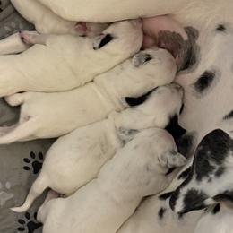Dalmatians from Justin & Vincent Maldonado