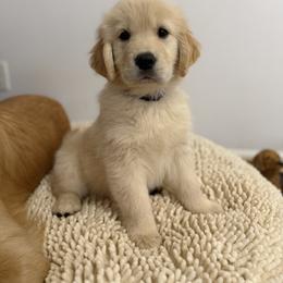 Golden Retriever Puppies from Glimmer Goldens