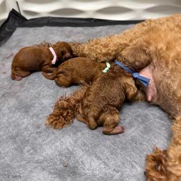 Luke - Red  male Poodle puppy in Holly, Michigan from Lil’ Bits and Beans