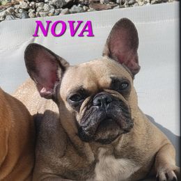 Nova - French Bulldog