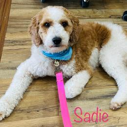 Sadie - Goldendoodle