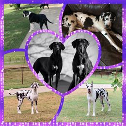 Dachshund and Great Dane Puppies from Bellator Danes & Mini Dachshunds