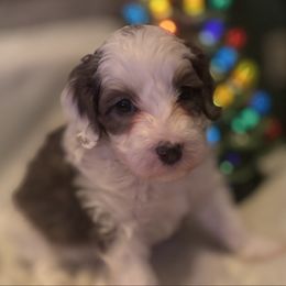 Boy 1 - Grey and white male Bernedoodle puppy in Montrose, Michigan from Livy’s Doodles