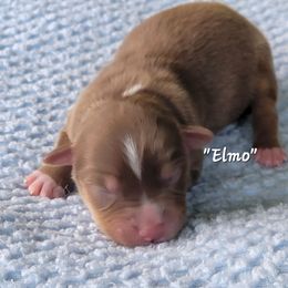 Elmo - Red tri male Miniature Australian Shepherd puppy in Waxhaw, North Carolina from Cane Creek Aussies