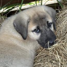 Anatolian Shepherd Dogs from Sandy Pines Homestead