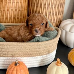 Mr Blue - Red male Cavapoo puppy in Nampa,, Idaho from Clig Doodle Days
