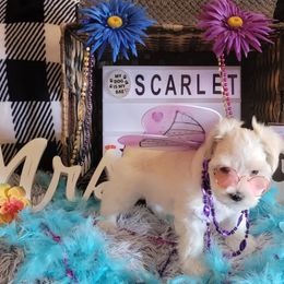 Miniature Schnauzer Puppies from T & A Cali Schnauzer