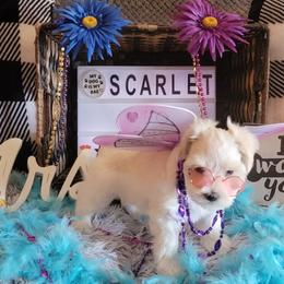 Miniature Schnauzer Puppies from T & A Cali Schnauzer