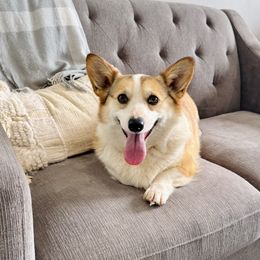 Gibby - Pembroke Welsh Corgi