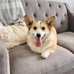 Gibby - Pembroke Welsh Corgi