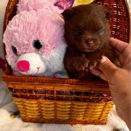 Java - Chocolate female Pomeranian puppy in Bristol, Connecticut from Mala Poms