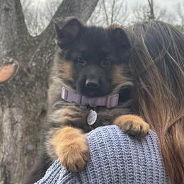 Miss Purple - Black and red female German Shepherd puppy in Lawton, Michigan from Free Indeed Shepherds