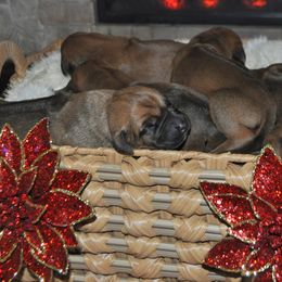 Girl 4 - Red wheaten female Rhodesian Ridgeback puppy in Bronson, Florida from Chioke Rhodesians