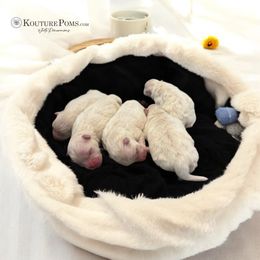 Pomeranian puppies from Kouture Pomeranians