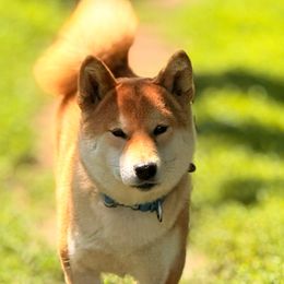 Nikko - Shiba Inu
