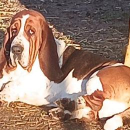 Dutch - Black brown and white male Basset Hound puppy in Dixon, Missouri from Kickapoo Bassets