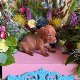 Red lady - Red female Dachshund puppy in Wills Point, Texas from Duck Creek Farm