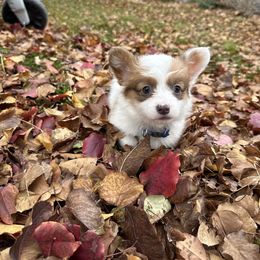 Edward - Blue male Pembroke Welsh Corgi puppy in Herriman, Utah from Celtic Corgis
