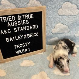 Blue merle  male - Frosty - Blue merle male Australian Shepherd puppy in Cotati, California from Tried and True Aussies