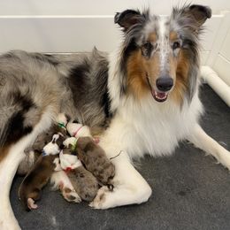 Collie Puppies from Saltwater Collies LLC